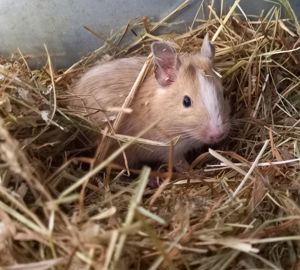 Degus suchen ein schönes neues Zuhause!