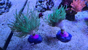 Meerwasser Korallen Euphyllia glabrescens Toxic Green 