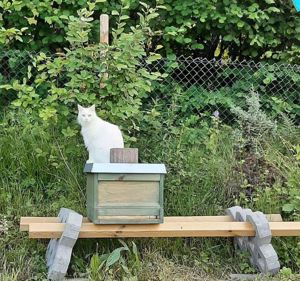 Suche Platz für Bienen   Imker (Nähe Hagsfeld)