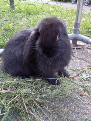 Hasen, Jungtiere zu verkaufen