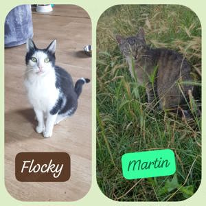 Kater Martin und Kater Flocky suchen ein Zuhause