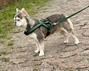 Französische Bulldogge lilac husky Fluffy Deckrüde