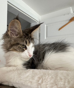 Tolles Maine Coon Kitten mit Stammbaum, Katzen Kater