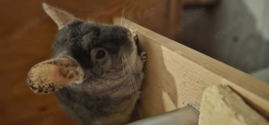 2 süße Männliche und 2 süße weibliche Chinchillas 