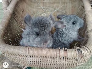 Chinchilla Baby's 