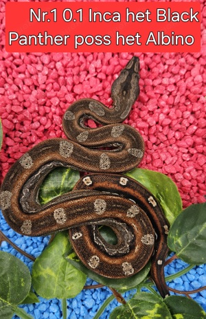  Inca CA Motley Black Panther poss. het. Albino Sharp ENZ 5.24 