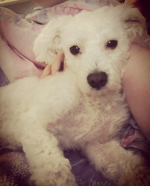 Bichon Frise Rüde sucht neuen Wirkungskreis 