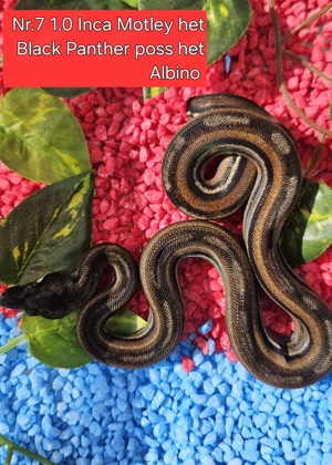  Inca CA Motley Black Panther poss. het. Albino Sharp ENZ 5.24 