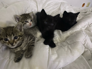 4 Babaykatzen Kitten