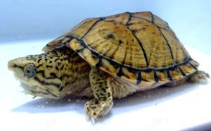 Wasserschildkröten Moschusschildkröte Sternotherus minor 
