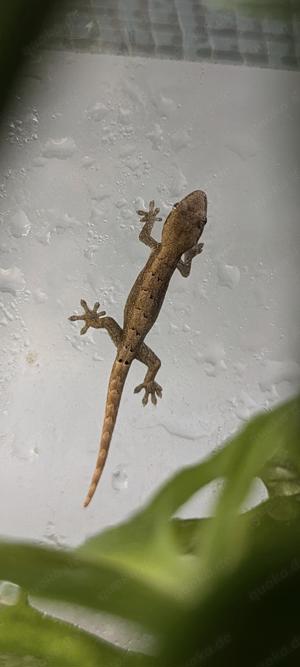 Jungferngecko Jungtier (Lepidodactylus lugubris   mourning gecko) 