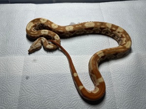 1,0 Sunglow VPI Aztec IMG Boa constrictor  Bild 6