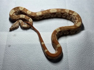 1,0 Sunglow VPI Aztec IMG Boa constrictor  Bild 5