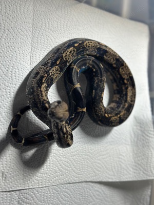 1,0 Fire IMG Het Kahl Boa constrictor  Bild 1