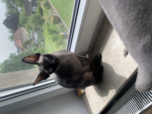 Canadian Sphynx Hauskatze Stammbaum Nacktkatze