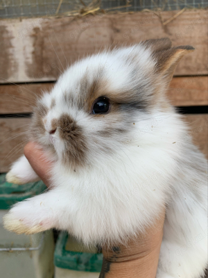 zwergkaninchen Löwenkopfhase