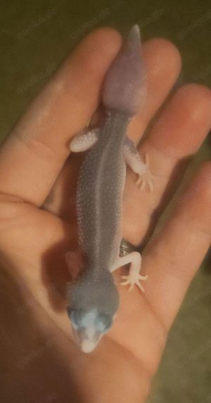 leopardgecko nachzuchten