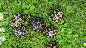 Biete Landschildkröten 2 Strahlenschildkröten, Astrochelys Radiata NZ 23 "Weibchen? Je 490,-- 