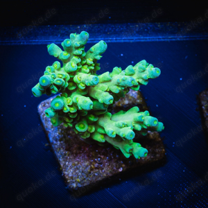 SPS Ableger Acropora