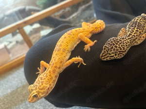 leopardgeckos weibchen 