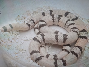 Suche Ghost Het Albino Lampropeltis Triangulum Hondurensis