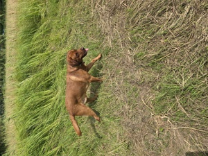 Labrador Deckrüde Foxred Showlinie