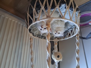 Britisch-Kurzhaar & Britisch-Langhaar-Kitten (BKH BLH) Kleine Pfoten   großes Herz gesucht 