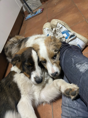 australian Shepherd Kids 