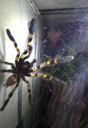 Tiefervogelspinne Poecilotheria regalis 5er Gruppe 