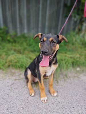 Hübscher Schäferhund Mischling Jenifer