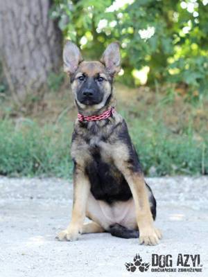 Hübscher Schäferhund Mischling Welpe Elba