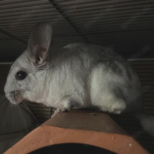 Chinchillas Mutter und Tochter 