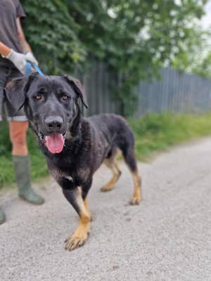 Hübscher Schäferhund Mischling Akoty