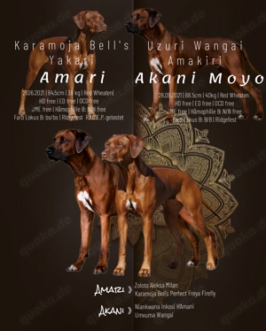 Pigmentstarke Rhodesian Ridgeback Welpen