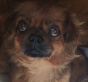 Pekinese Hündin 1j 20cm 5kg sehr lieb Ausreise nach Adoption 