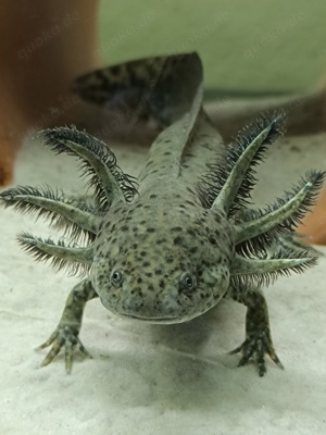 Axolotl,wunderschöne Wildlinge, eigene Aufzucht,MV