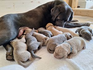 Labrador Welpen reinrassig in silber, charcoal und champagner