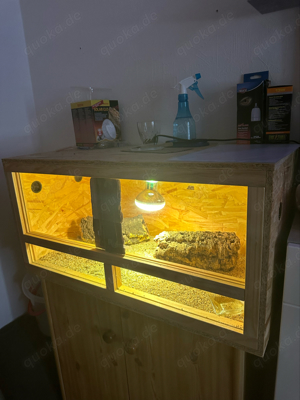 schöne leopardengecko weibchen 