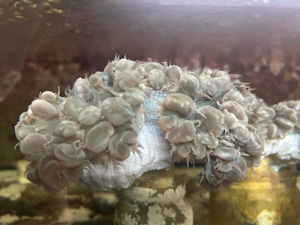 Blasenkoralle Meerwasser Koralle LPS