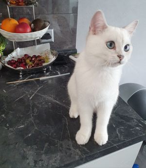 Kater Neo BKH Kitten WCF Stammbaum sehr lieb mit blauen Augen