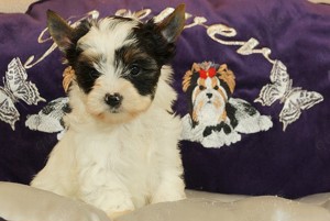 Wunderschöne Biewer Yorkshire Terrier Welpen suchen neues Kuschelsofa