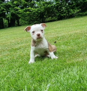 Jack-Russel Mischling Boston Terrier Welpen vom Züchter 