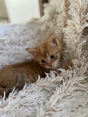 Maine coon kitten 