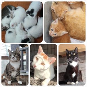 Unsere Katzen suchen alle ein Zuhause 