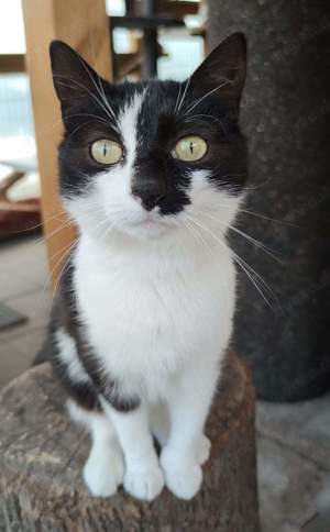 Unsere Katzen suchen alle ein Zuhause 