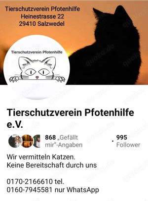Unsere Katzen suchen alle ein Zuhause  Bild 3
