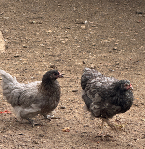 2 junge Hühner, Hennen, Legehennen, Junghennen