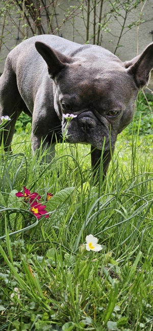 Französische Bulldogge Rüde