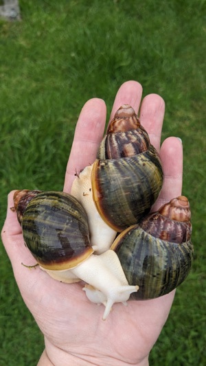 Verschiedene Arten von Achatschnecken zur Abgabe 