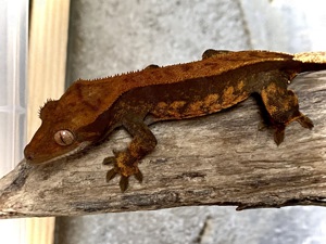 Kronengecko Crested Gecko Correlophus ciliatus 0.1 Halloween